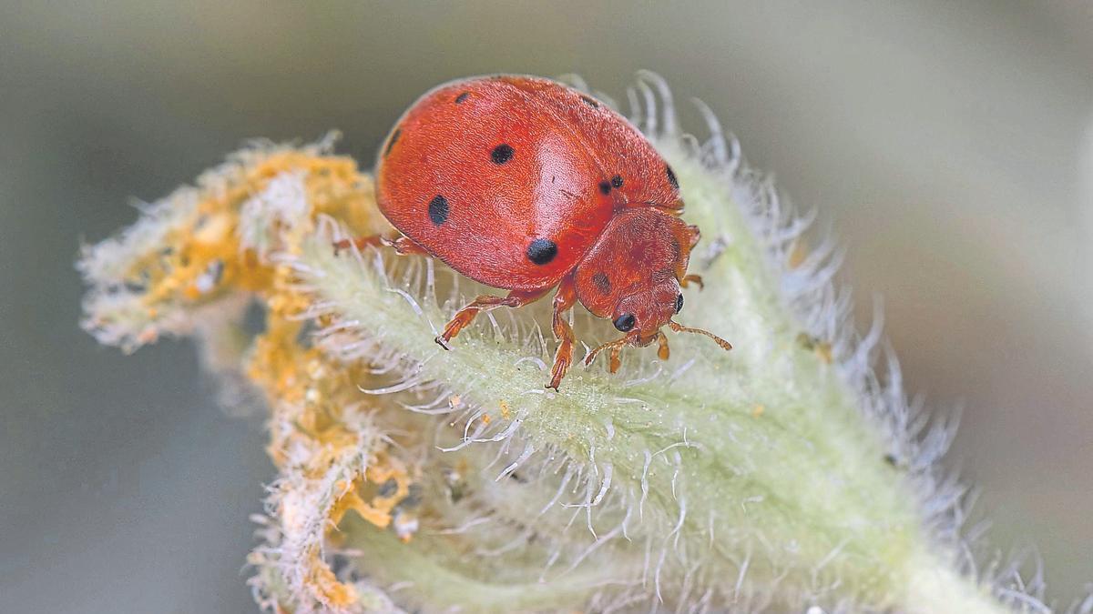 Mariquita de once puntos sobre una flor ya marchita de pepinillo del diablo.