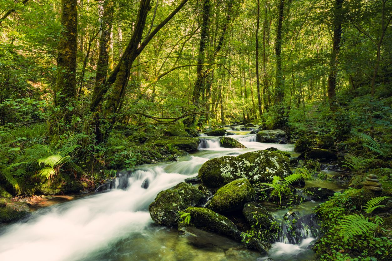 Bosque en las Fragas do Eume.