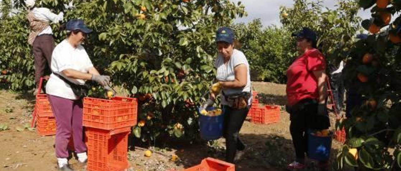 Las cooperativas prevén alcanzar este año  el récord de las 100.000 toneladas de caqui