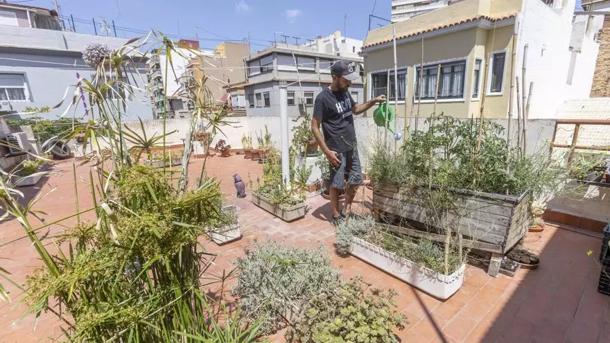 Los huertos en balcones y terrazas son ya una tendencia al alza en la provincia de Alicante