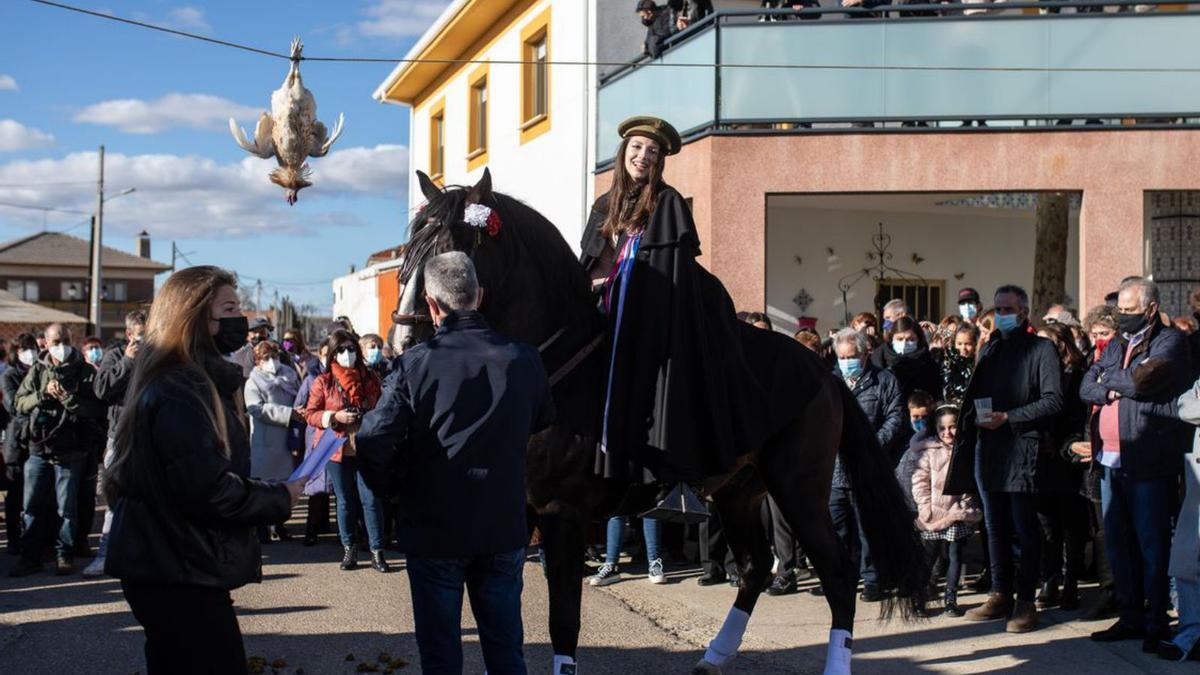 El Pego saca el gallo y la tradición a la calle 