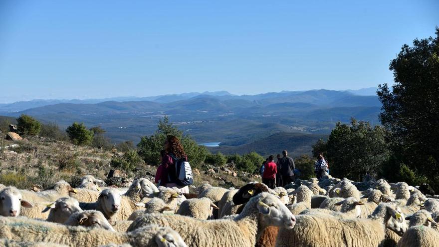 Monfragüe Transhumante: la Diputación de Cáceres recupera la ancestral práctica de la trashumancia