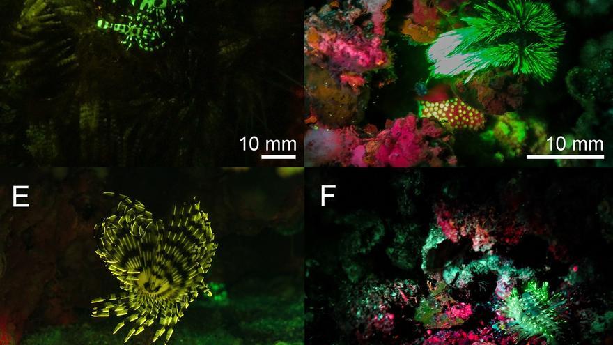 Descubren 27 nuevas criaturas fluorescentes bajo los fondos marinos