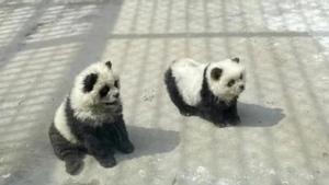 Perros ‘chow chow’ pintados como pandas en un zoo chino.
