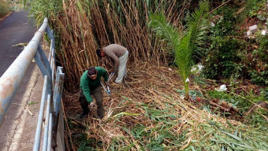 Trabajos en la Vega lagunera.