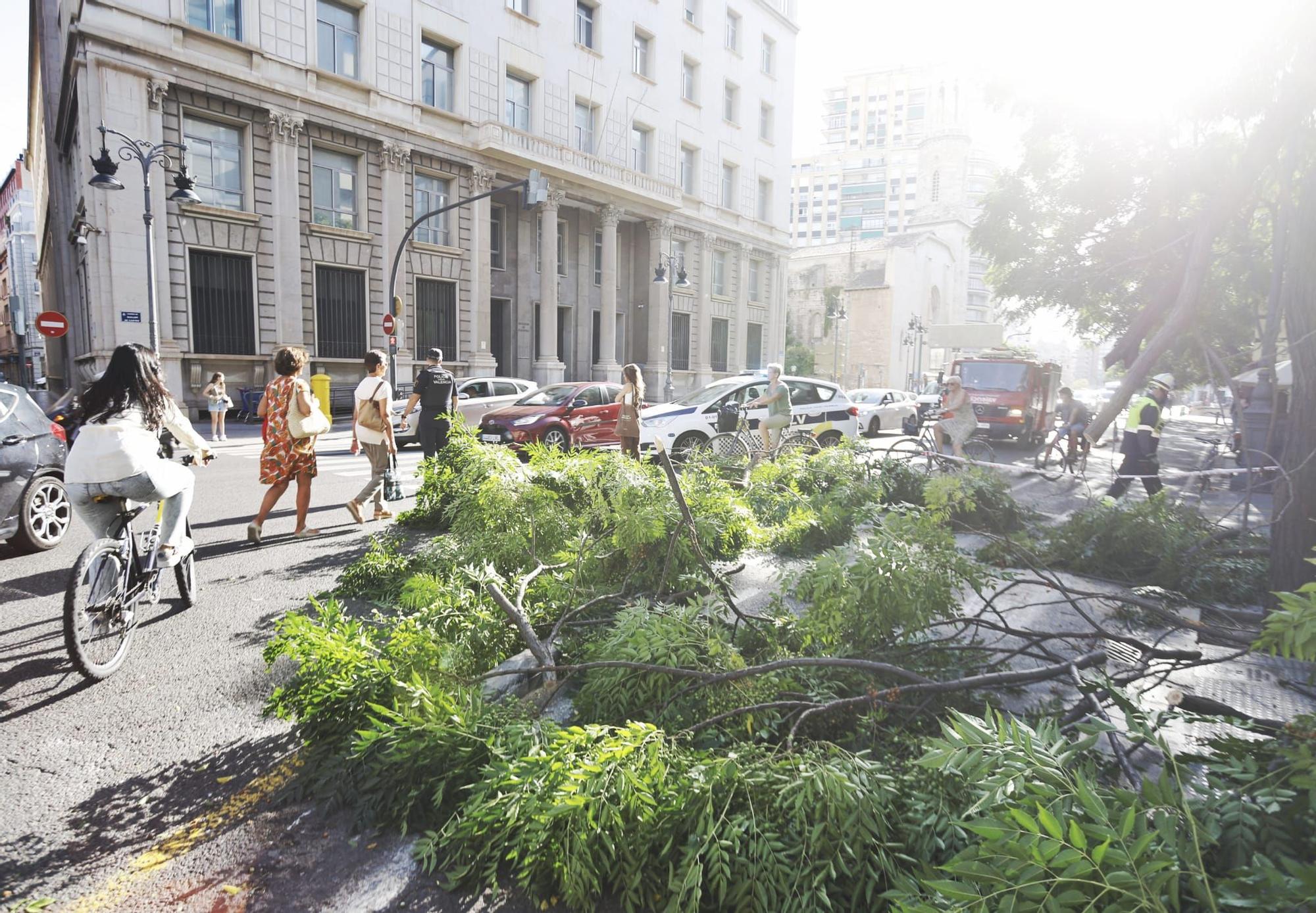 Cae la rama de un árbol junto a la plaza San Agustín de València