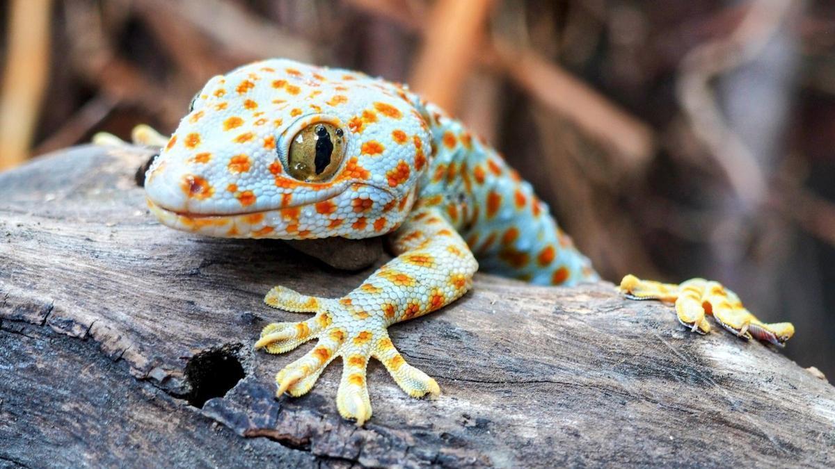 El gecko atigrado, una de las especies exportadas desde Nicaragua