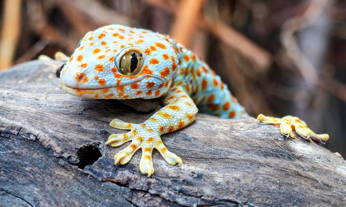 El gecko atigrado, una de las especies exportadas desde Nicaragua