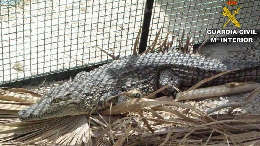 Reptil incautado por la Guardia Civil en un criadero ilegal de Alicante. SEPRONA