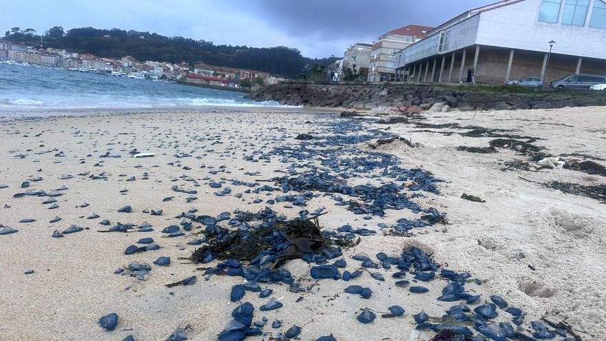 Las medusas que cubrían la orilla de la playa de Rodeira, ayer por la tarde, con la Casa da Cultura al fondo.