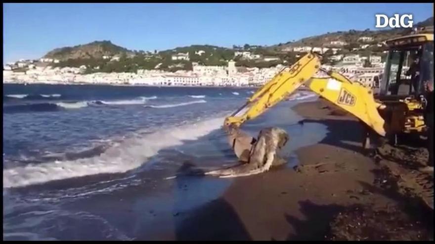 Troben unes restes animals a la platja del Port de la Selva