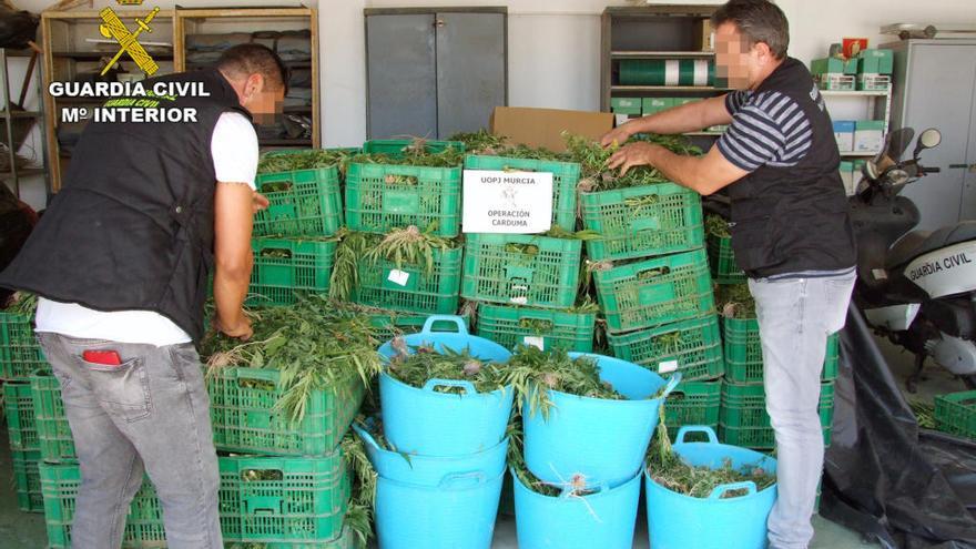 Desmantelan dos cultivos con 9.000 plantas de marihuana en San Javier