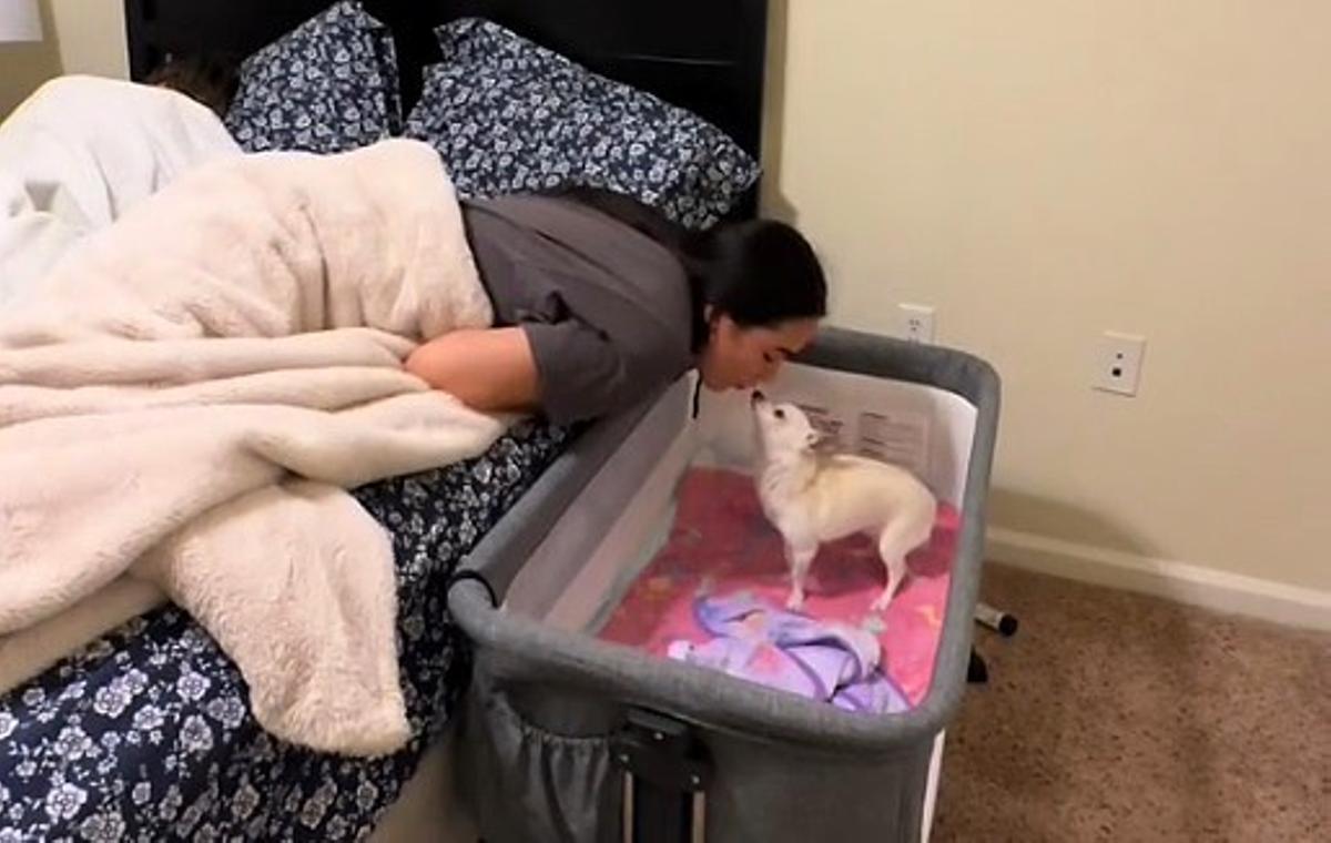 Cada vez está más extendida la cultura del 'bebé peludo' o lo que es lo mismo, tratar a tu mascota como un hijo.