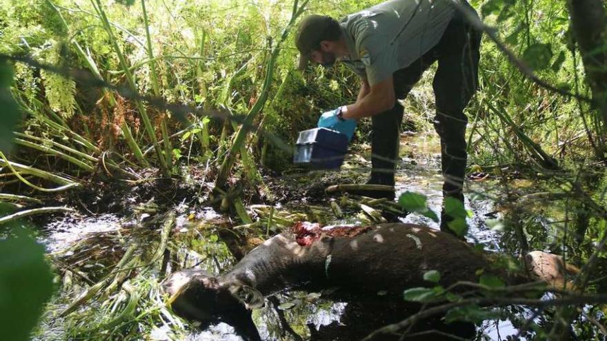 Un técnico de medio ambiente inspeccionando el cuerpo del burro atacado. // Bernabé