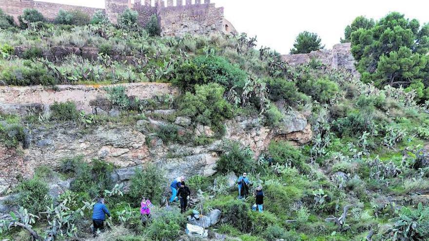 Voluntarios de Sagunt reanudan la retirada de chumberas para frenar la degradación del Castillo
