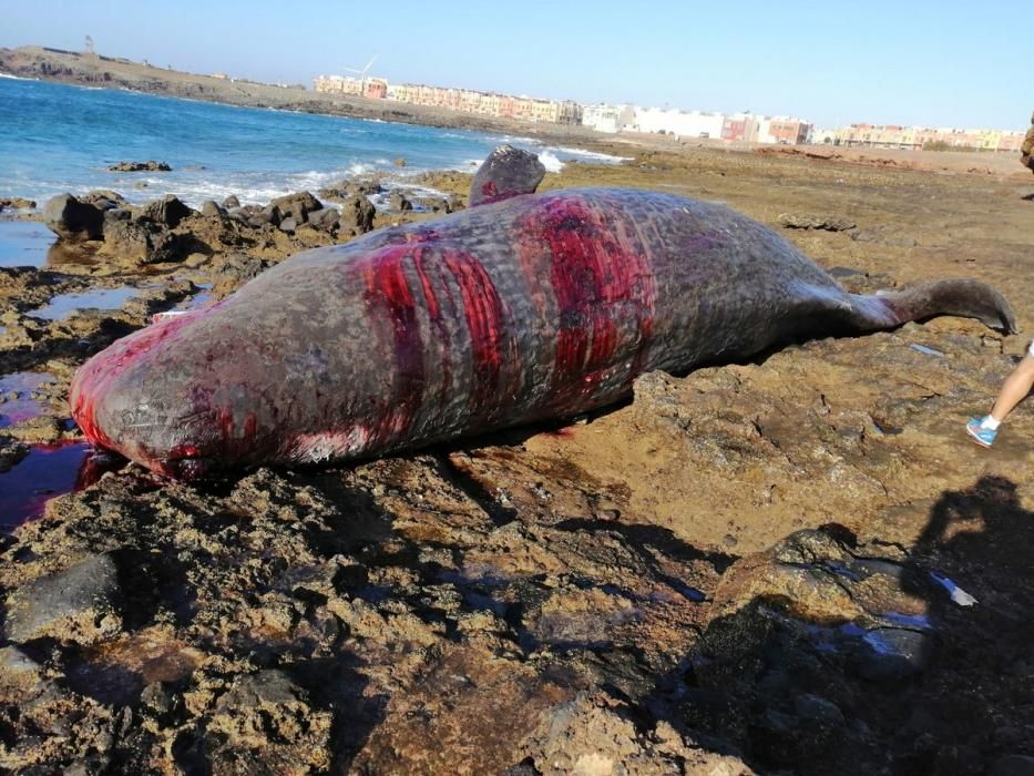 Aparece un cachalote muerto en Arinaga