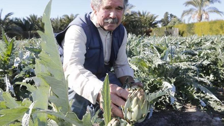 Un agricultor observa de cerca parte de la producción en un campo ilicitano.