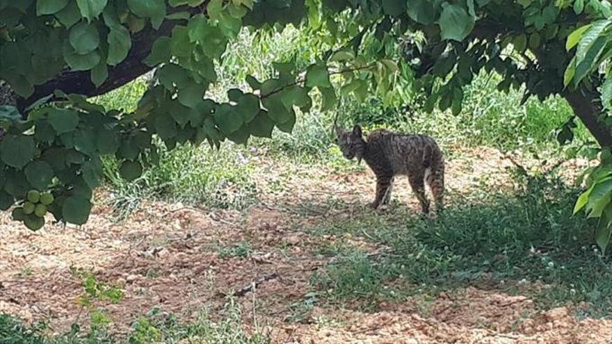 Un lince ibérico liberado en Portugal se planta en Barcelona