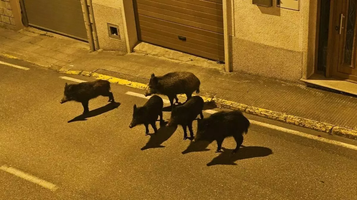Una manada de jabalíes se pasea por la noche en Rianxo y provoca situaciones de peligro en la carretera Tanxil