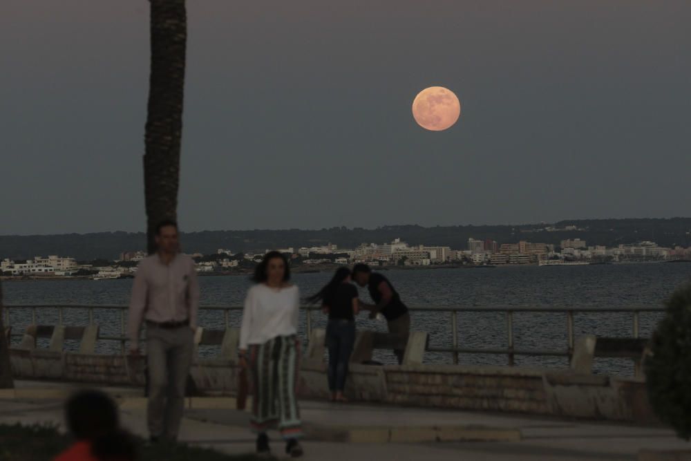 Der Erdbeermond verzückt Mallorca