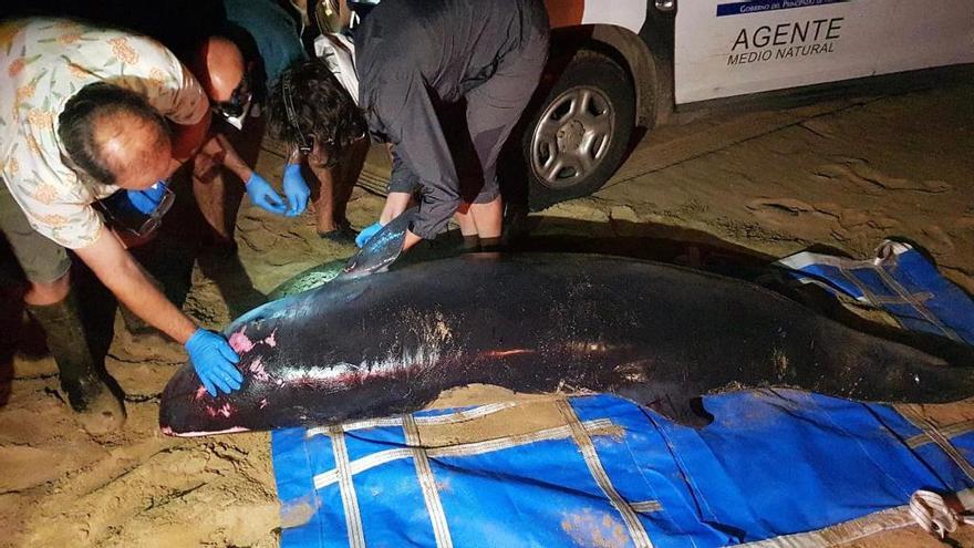 Vídeo: Intentan rescatar a un delfín varado en la playa de Rodiles