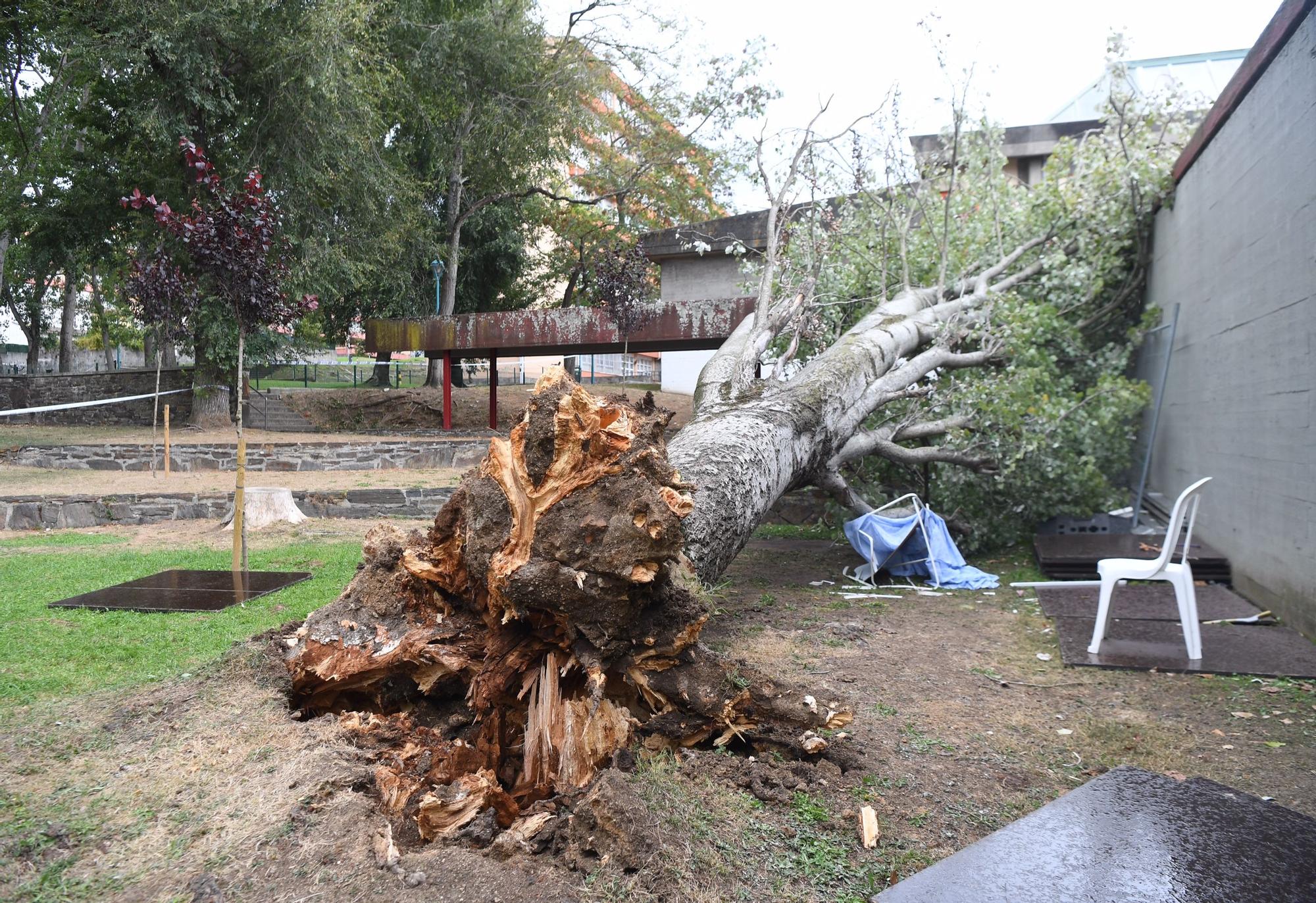 Un árbol de más de diez metros de altura se desploma en el Barrio de las Flores