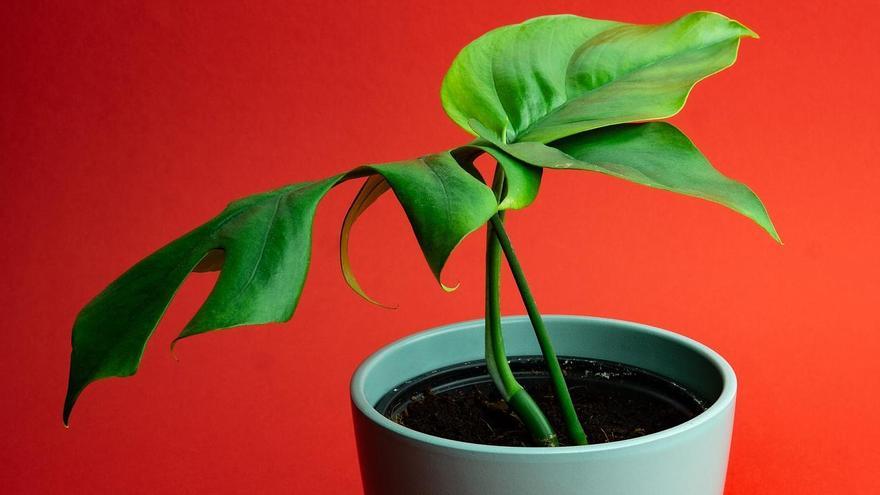 La Monstera Deliciosa es muy fácil de cuidar y mantener en casa.