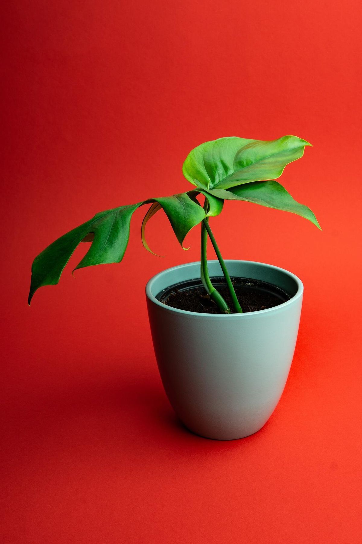 La Monstera Deliciosa es muy fácil de cuidar y mantener en casa.