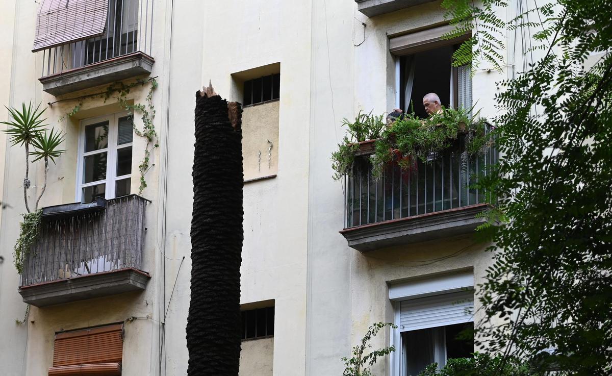 Muere una mujer al caerle encima una palmera en el Raval de Barcelona