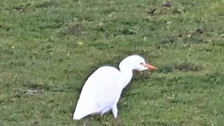 Garzas bueyeras en Silleda