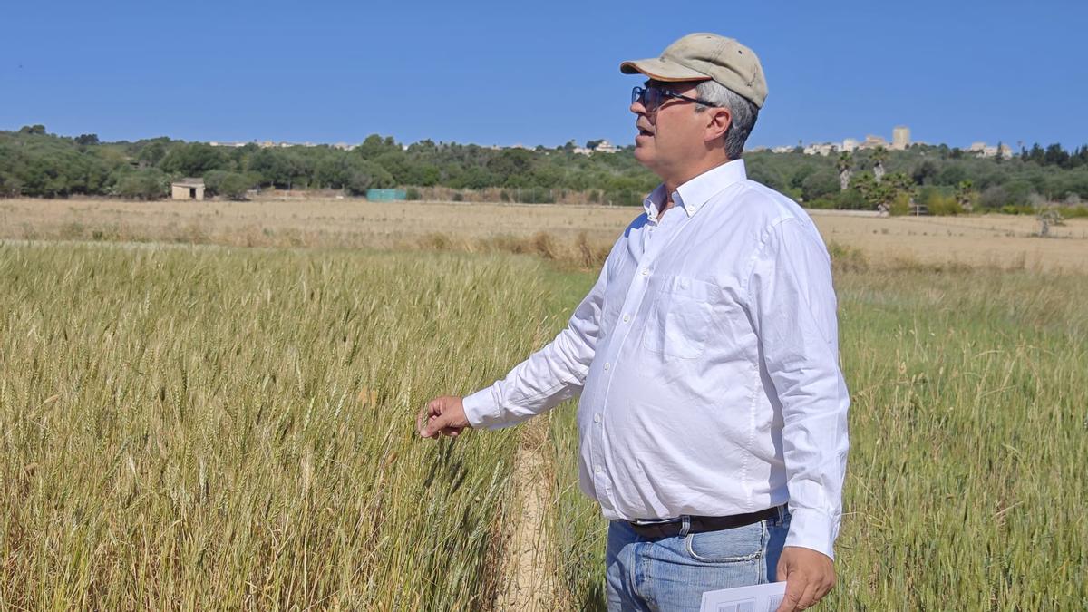 FOTOS | El campo experimental de cereales y forrajes en Maria, en imágenes