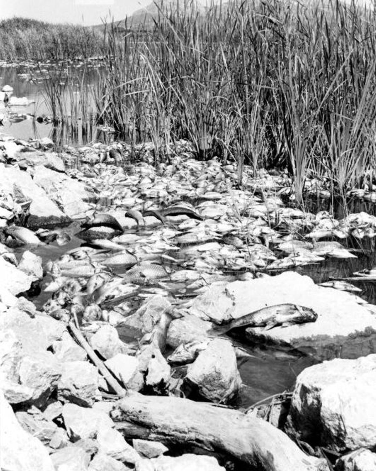 Imatge dels peixos morts al cabal del baix Ter al juliol de 1976.