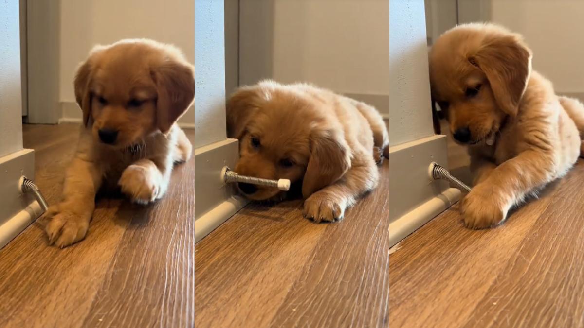 Cachorro Golden Retriever se entretiene mordiendo un jueguete