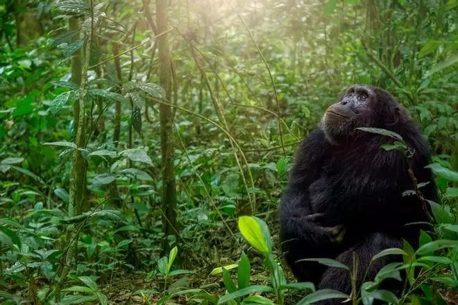 Uganda, el safari que no termina en los gorilas
