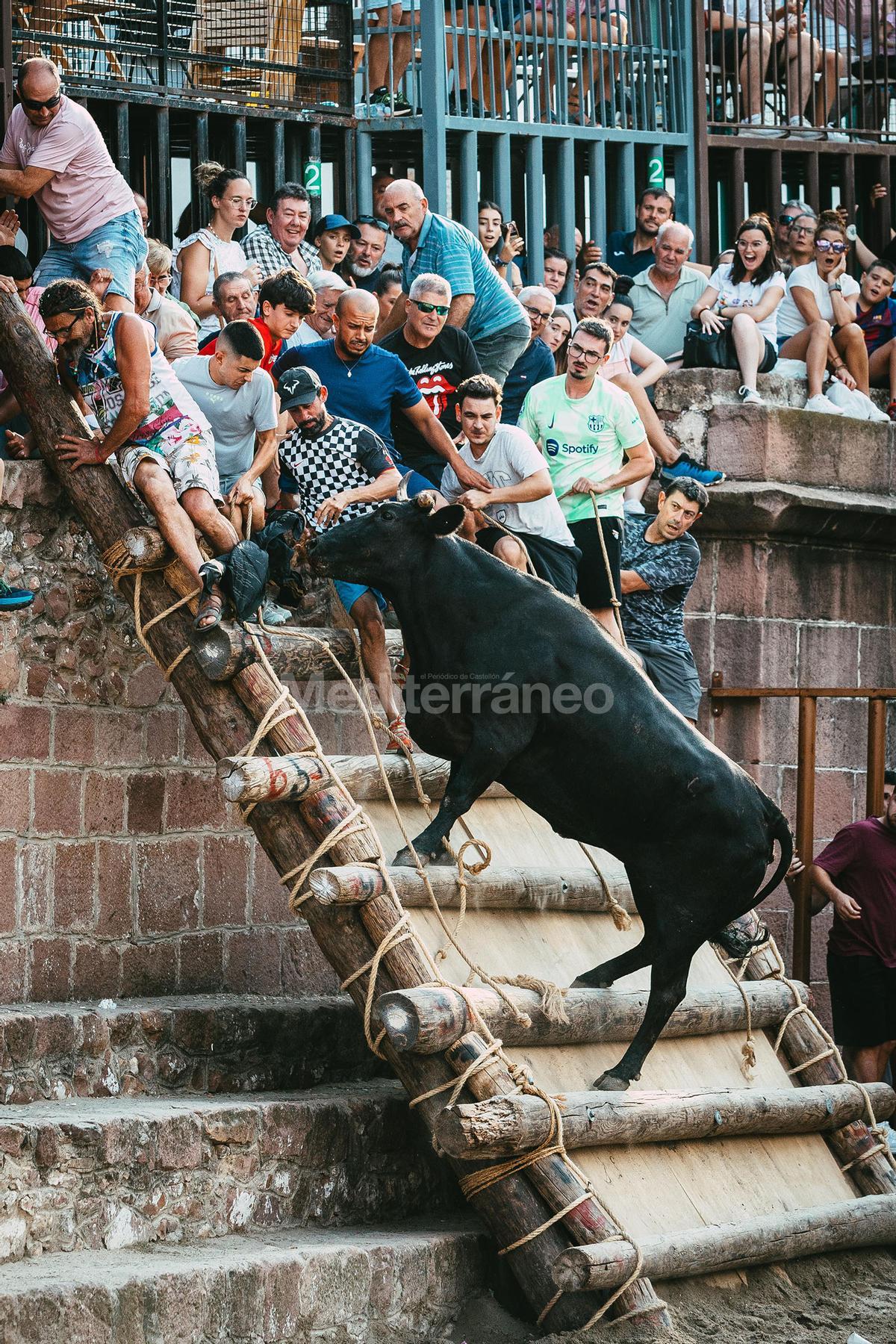 Bous a Vilafamés 2025 Bous a Vilafamés 2025