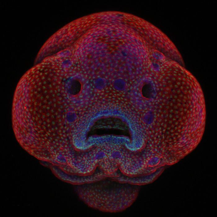 ''Nikon Small World'', las mejores fotografías micro