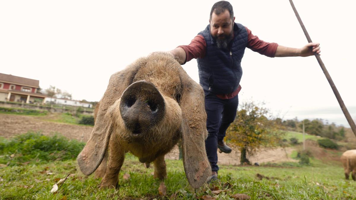 Luis Coto, con un gochu asturcelta, en Premoño.