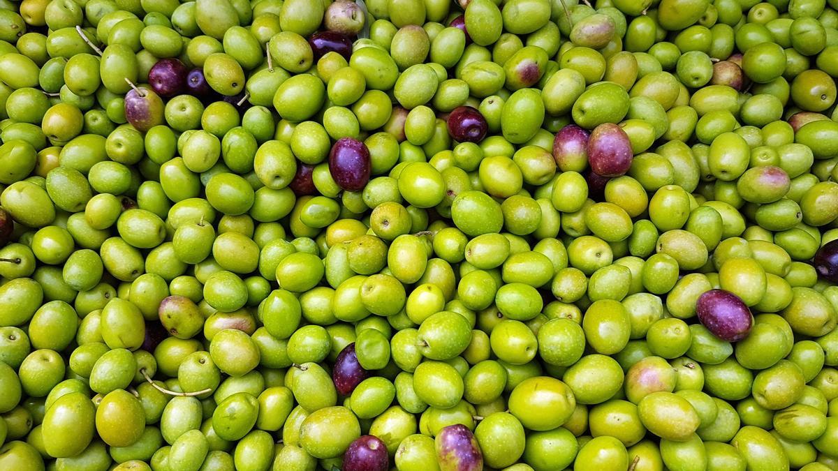 Oliven nach der Ernte.