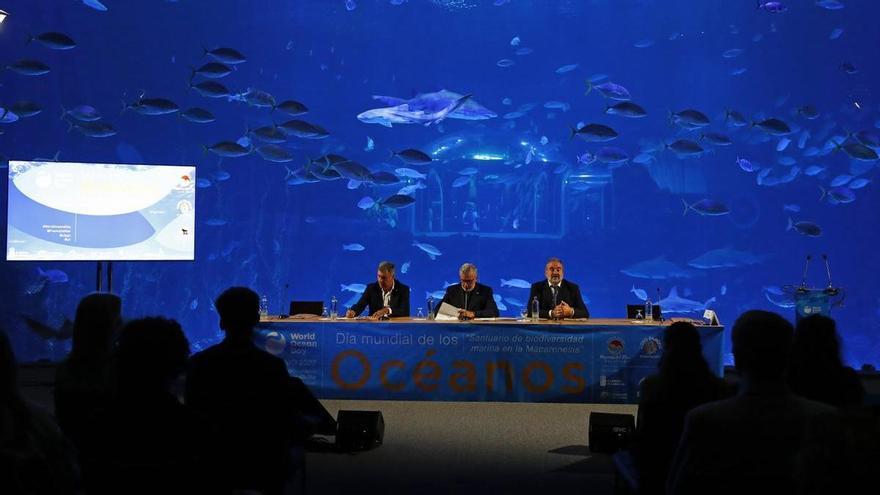 El tratado de los Océanos impulsa el santuario de biodiversidad marina en Canarias