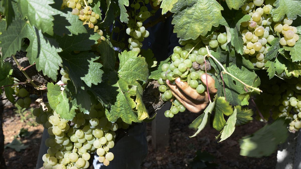 Vendimia y carga de uvas en contenedor en una de las viñas que abastecen a una bodega.