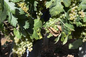 Vendimia y carga de uvas en contenedor en una de las viñas que abastecen a una bodega.