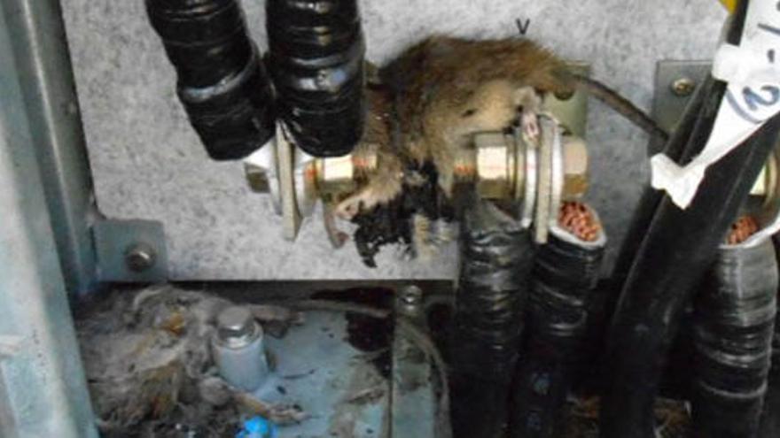 Dos ratas muertas en la caja de un transformador de Fukushima