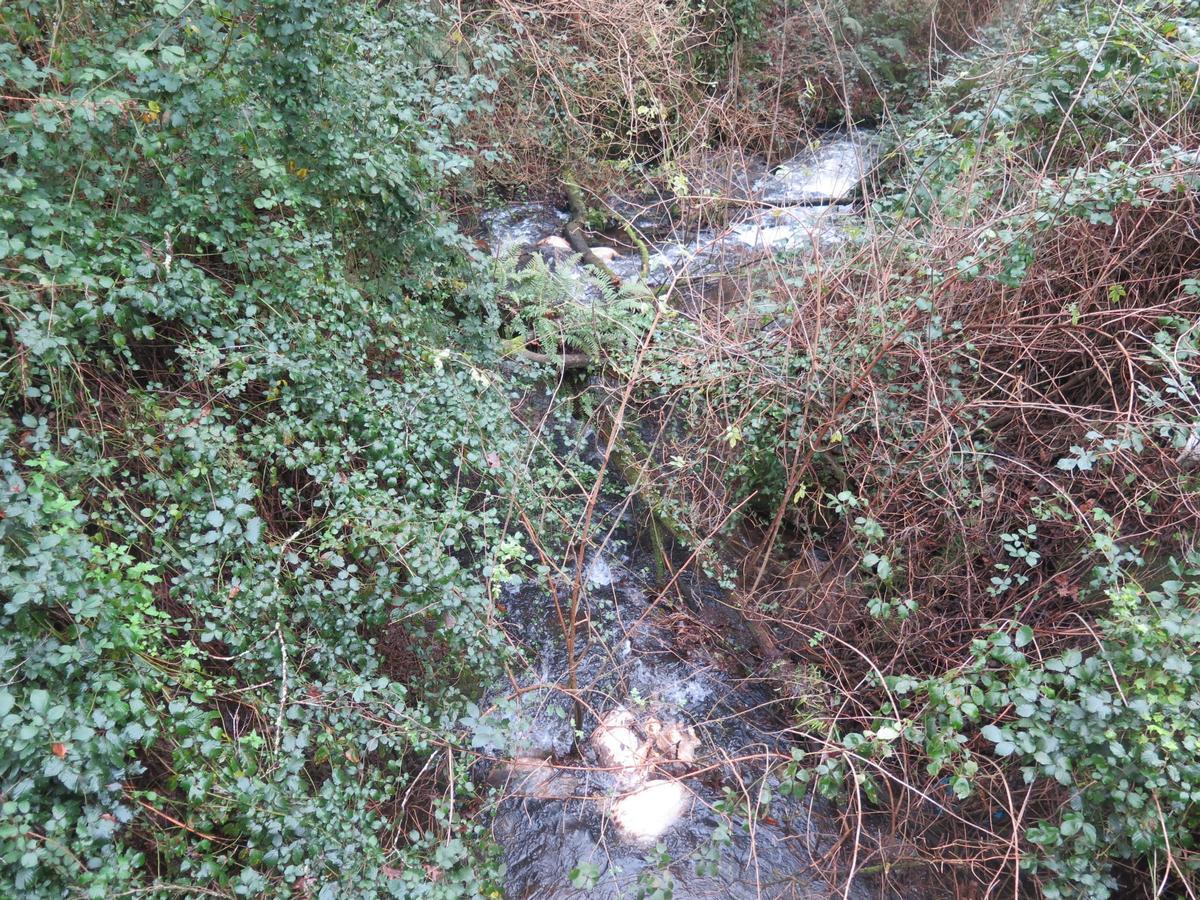 Algunos de los ejemplares hallados.