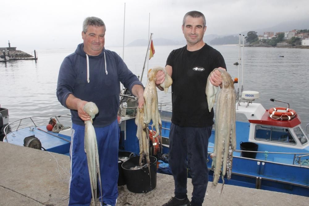 Las primeras descargas de pulpo en el puerto de Bueu // Santos Álvarez