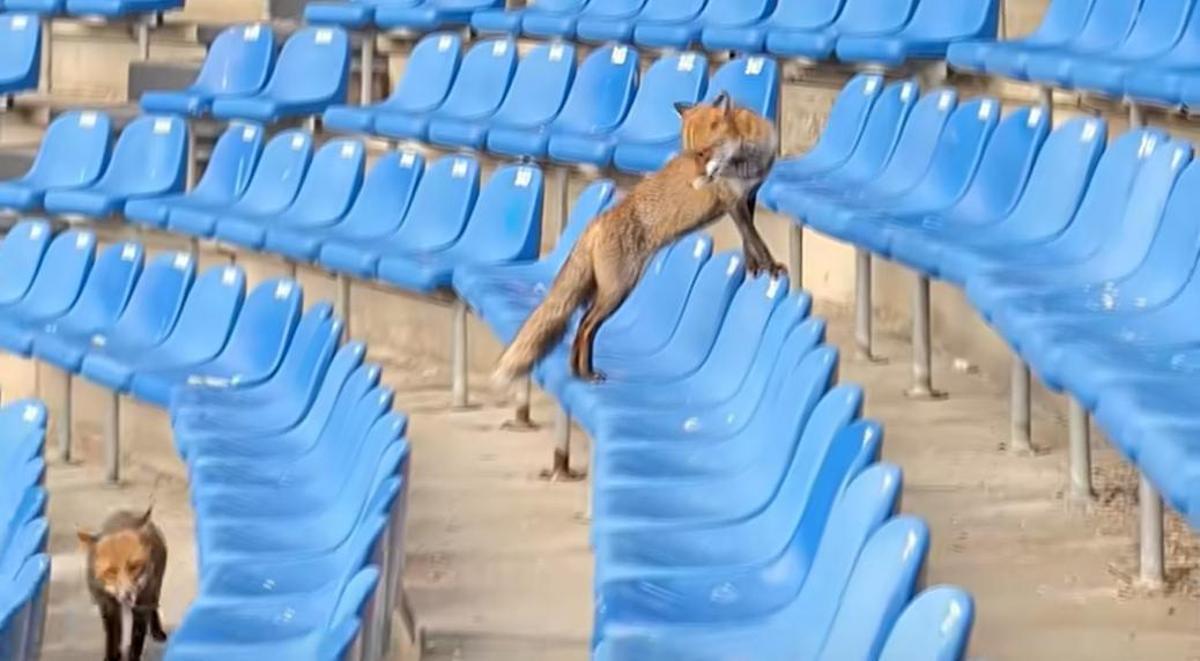 Zorros en el estadio de Riazor