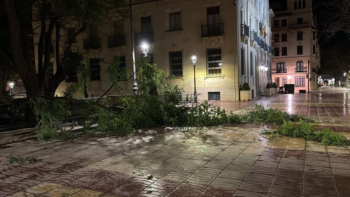 Ramas caídas sobre la acera de la Albereda Jaume I, junto al ayuntamiento de Xàtiva.