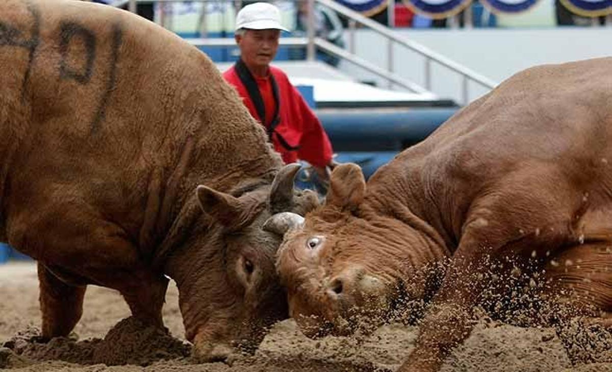 El toro Gu Mi empeny contra el seu oponent Won Chang durant un festival de lluites de toros que dura cinc dies, a Cheongdo, al sud de Seül (Corea del Sud).