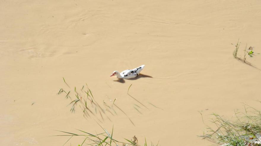 Los patos han vuelto a encontrar el río Segura tranquilo.