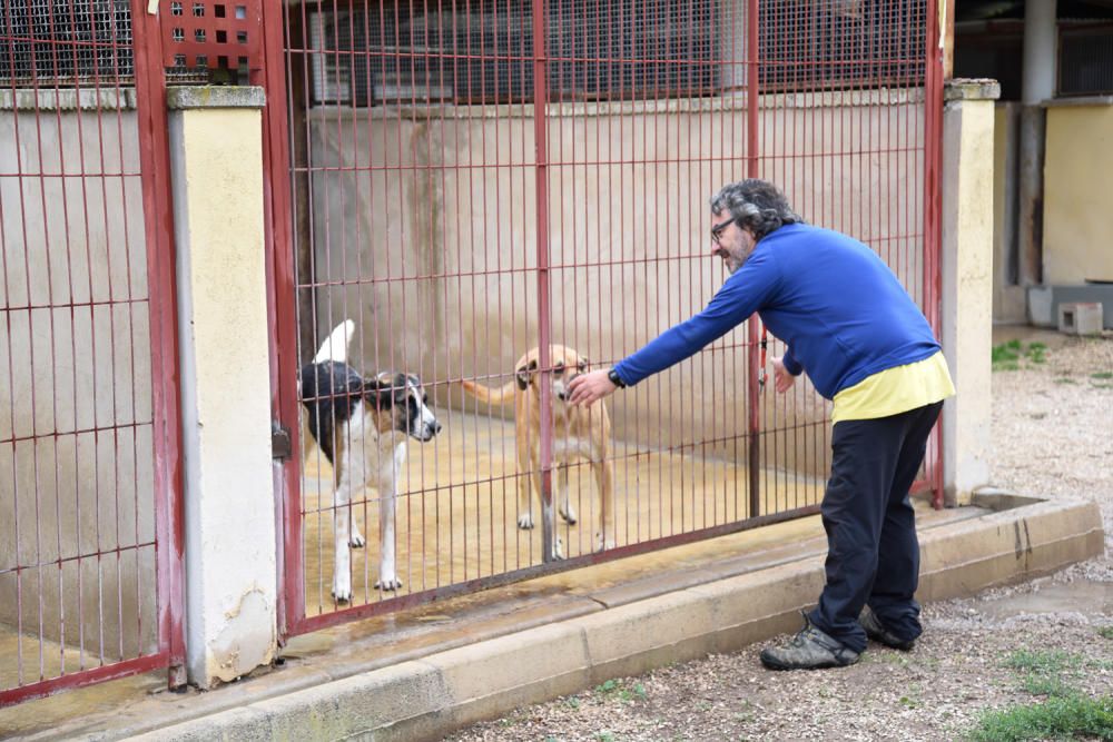 Puertas abiertas de la protectora de Alcoy