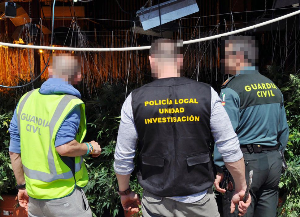 Cuatro detenidos por tráfico de marihuana en Totana y Sangonera la Verde